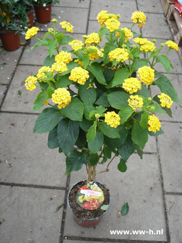 Lantana camara geel Wisselbloem